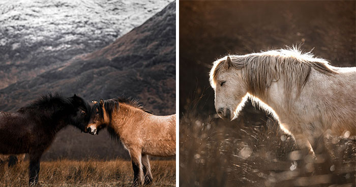 “Spirits Of The Highlands”: My 22 Photos Of Ponies That I Took In Scotland