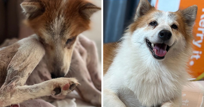From Skin And Bones To Happy And Healthy: These Dog Transformations Might Melt Your Heart (17 Pics)
