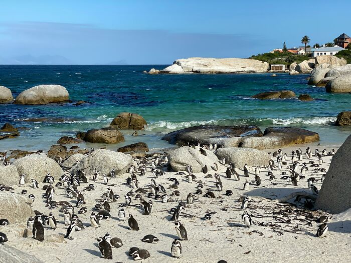 Penguins on a stunning beach with turquoise water and rocky shore, perfect for travel inspiration.