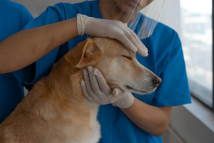 Vet examines a calm dog; urgent vet bill situation highlighted.
