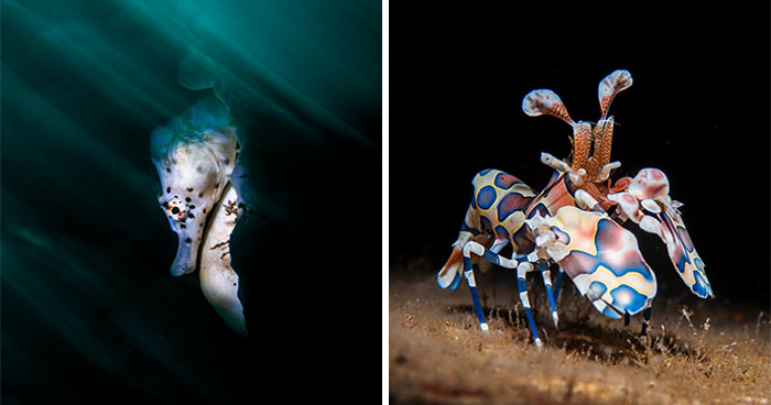 From Coral Reefs To Deep Sea Creatures: 30 Stunning Underwater Photographs By Daniel Sly