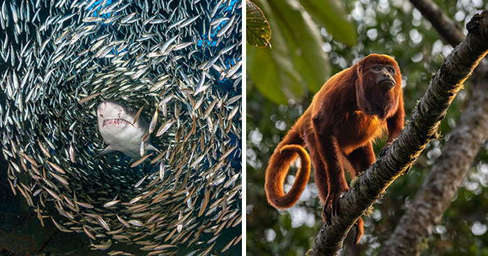 This Photographer Captures Nature’s Quiet Beauty Through His 39 Powerful Wildlife Photos