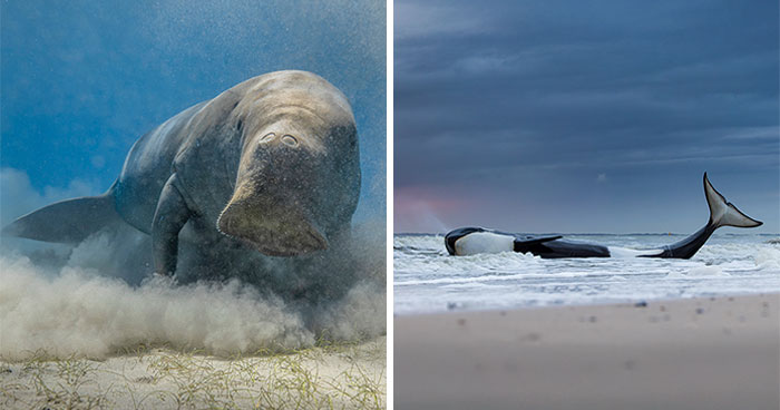 A Photographer Captures Nature’s Most Breathtaking Moments, And Here Are His 30 Best Shots