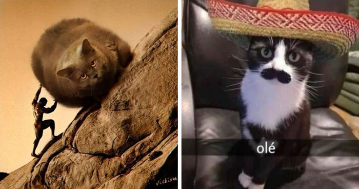 35 Weird And Wonderful Cat Memes That Will Probably Crack You Up