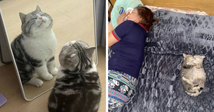 If You Need A Laugh, These 50 Cat Memes Have You Covered