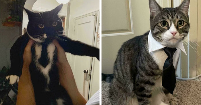 30 Business Cats That Wouldn’t Be Out Of Place In The Most Serious Of Offices