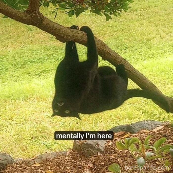 A black cat humorously hangs upside down on a tree branch, capturing relatable life humor.