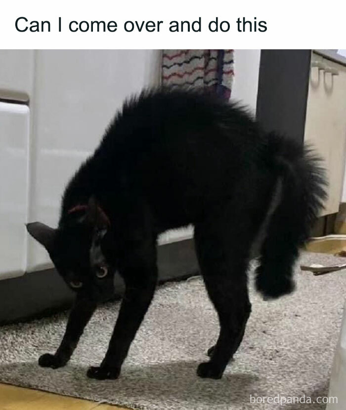 A black cat arched in a humorous pose, looking curious on a kitchen rug.