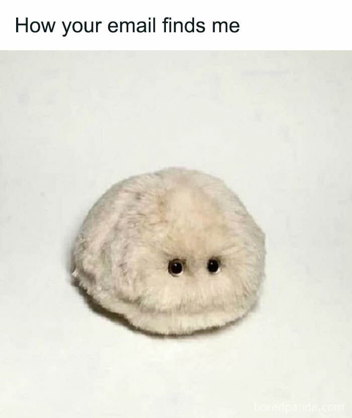 Fluffy, round creature with tiny eyes captures cheerful nihilism meme humor.