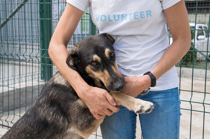 Volunteer comforting a dog at a shelter, illustrating the theme of friendship and its challenges.