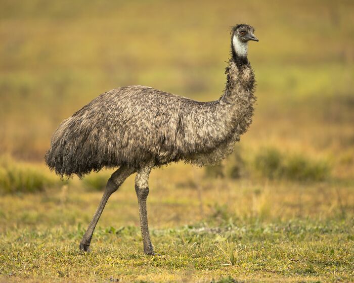 A standing emu in a grassy field, representing historical events that sound fake but are true.