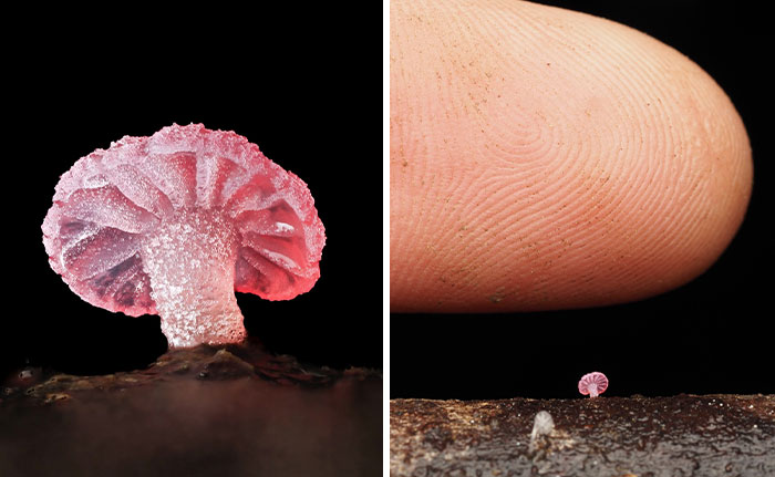 The Fascinating World Of Mushrooms You Might’ve Never Noticed: 30 Close-Up Pics By Cyanesense