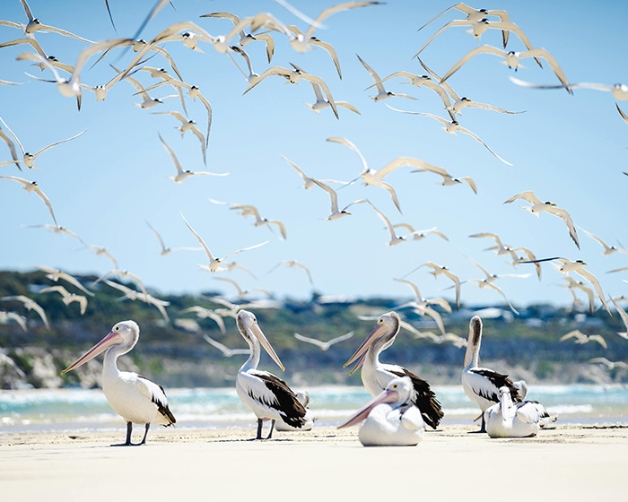 Pelicans and seagulls at a scenic family swimming spot on a sunny day.