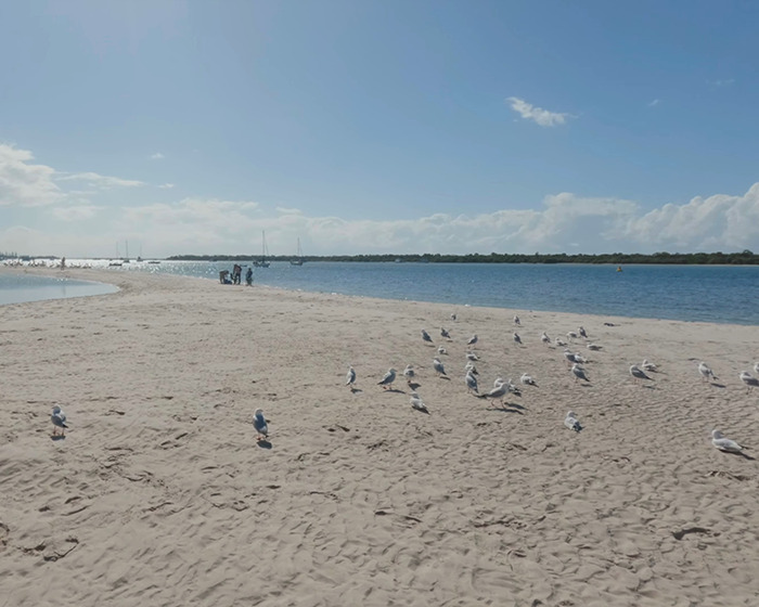 Seagulls on a sandy beach by the water under a blue sky at a family swimming spot.