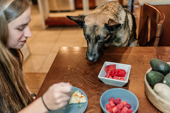 A woman eats near a table with a dog looking at food, highlighting rights about fake service dogs.