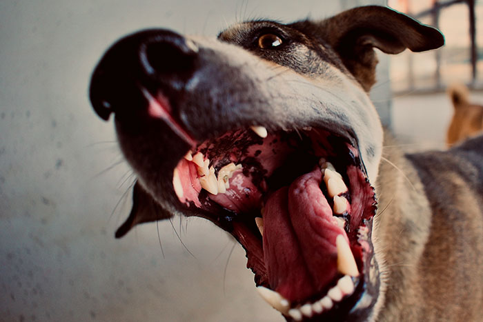 Close-up of a barking dog with mouth open, emphasizing rights regarding fake service dogs.