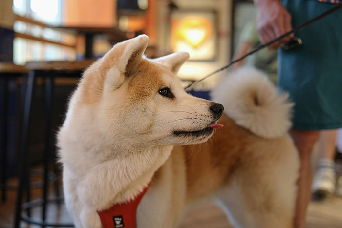 Akita dog in a red harness, standing indoors, focus on knowing rights about fake service dogs.