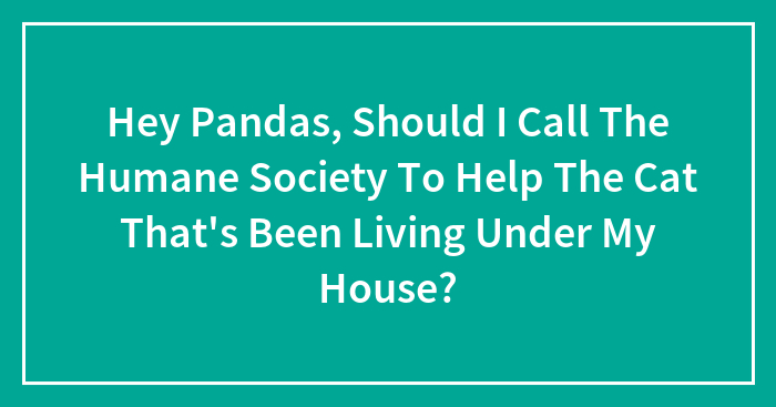 Hey Pandas, Should I Call The Humane Society To Help The Cat That’s Been Living Under My House? (Closed)