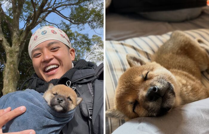 This Man Adopted A Shiba Inu Puppy On His Journey Across Japan—and Their Story Might Melt Your Heart