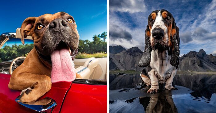 This Photographer Took Wholesome Photos Of Shelter Dogs On Their Greatest Adventure (5 Pics)