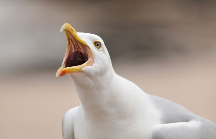 Hey Pandas, What Is The Funniest Bird Meme You Have Ever Seen? (Closed)