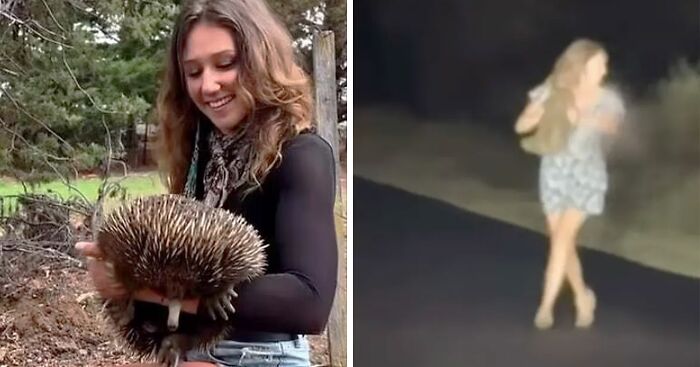 “Coward”: US Woman Who Snatched Baby Wombat, Angered Locals, Is Out Of Australia