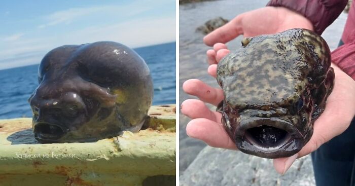 “Little Is Known”: Experts Discuss Unsettling-Looking Fish Caught By Deep-Sea Fisherman