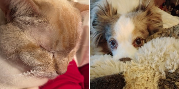 Hey Pandas, Show Me What Your “Emotional Support” Looks Like (Closed)