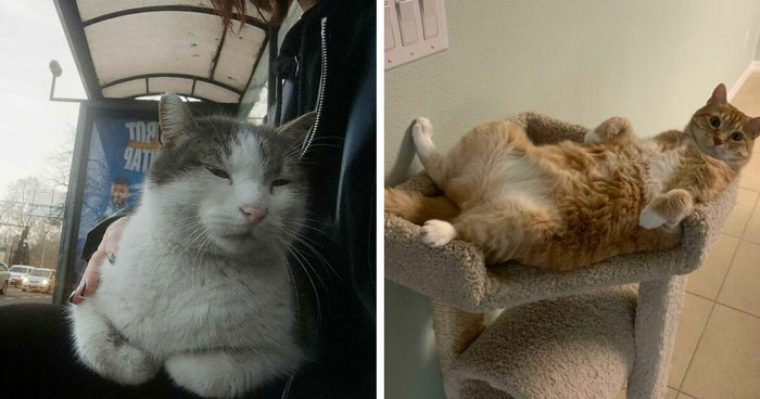 35 Adorable And Cozy Photos Of Pets With Their Little Feet Curled Up