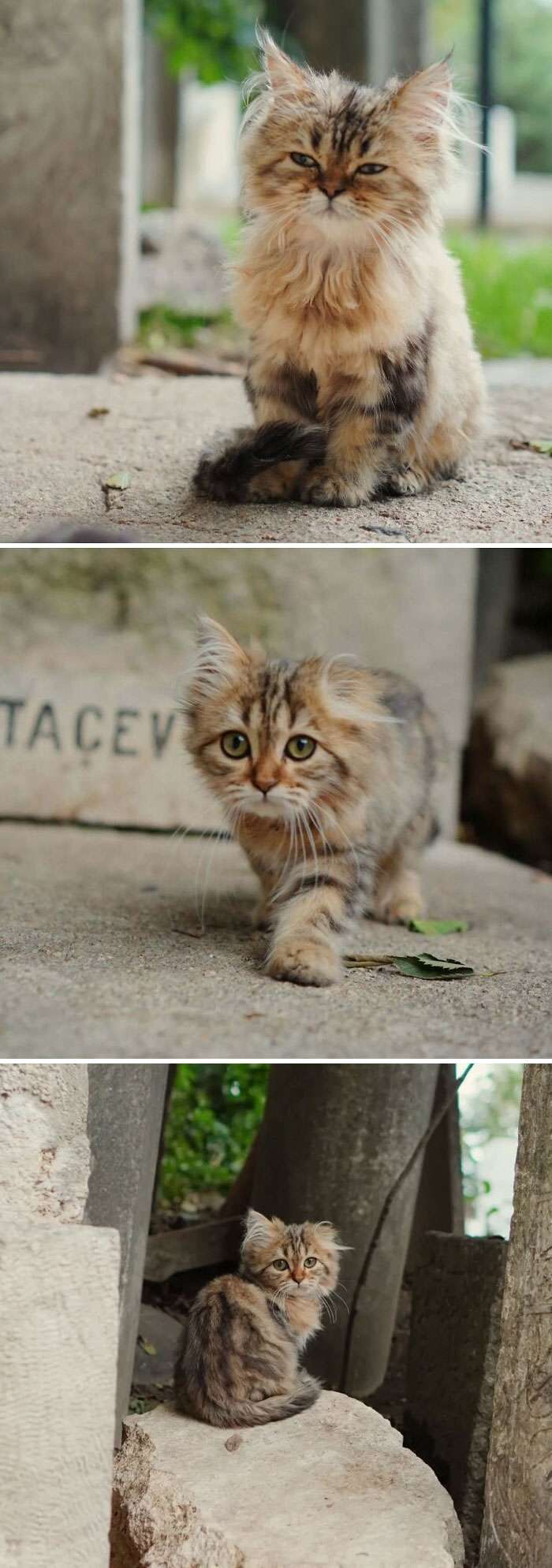 Cute cemetery cats exploring and resting among graveyard stones.