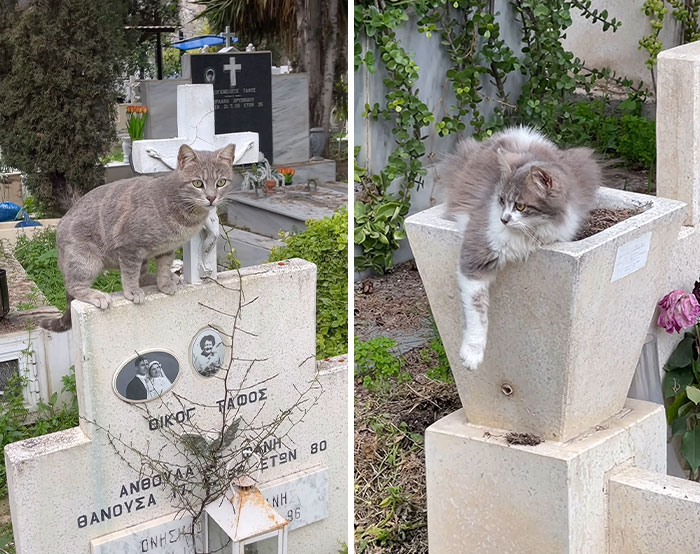 Cute cemetery cats lounging on gravestones amid greenery.