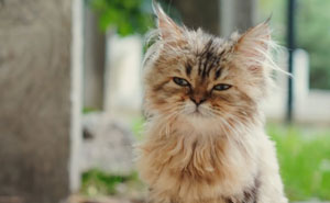 50 Feline Friends Who Decided Cemeteries Were The Best Spot To Chill