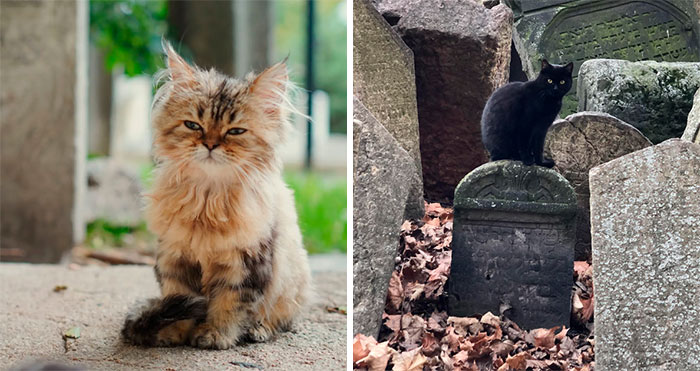 50 Feline Friends Who Decided Cemeteries Were The Best Spot To Chill