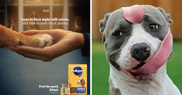 Paw-Sitive Impact: 29 Iconic Dog Ads That Stole Hearts Globally
