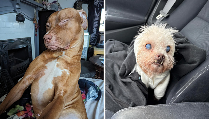 42 Wholesome Pics Of Animals Adopted In March That Made People Say ‘Aww’
