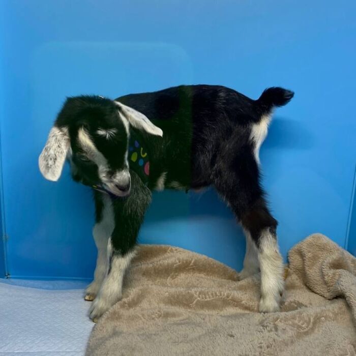 This Baby Goat Finds Love And Care At Clinic After Losing His Mother This Baby Goat Finds Love And Care At Clinic After Losing His Mother
