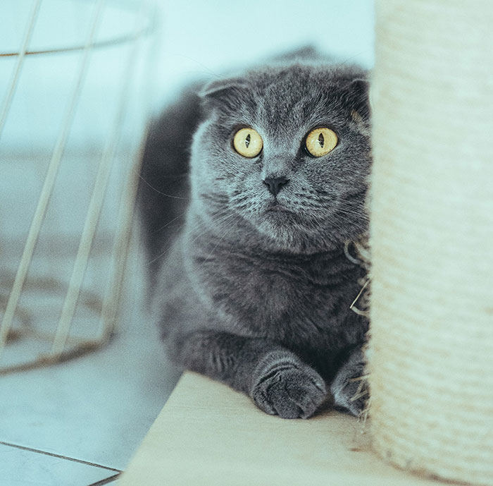 Gray cat with wide eyes, peering from behind a scratching post, illustrating a wholesome yet unsettling backstory.