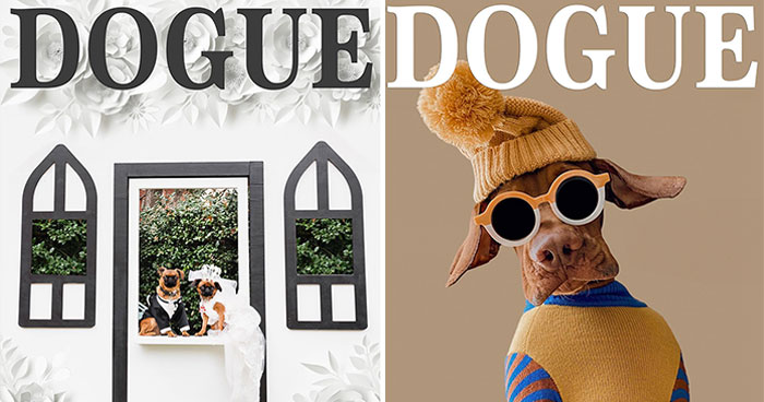 Dogue: 24 Cover Images Of Playful Fashion Dog Parody Of Vogue Magazine