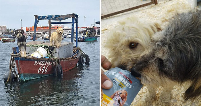 Two Dogs Were Left At Sea For A Year, But Rescuers Finally Brought Them Home