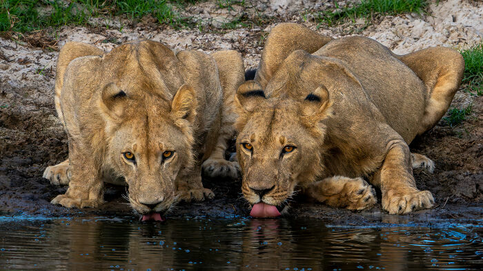 Lions drinking water at a pond, showcasing nature's raw beauty captured by a wildlife photographer.