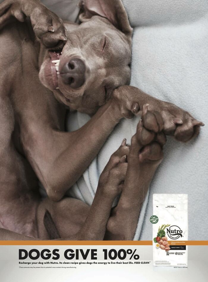 Sleeping dog in a cozy pose with Nutro dog food bag, emphasizing unforgettable canine campaigns.