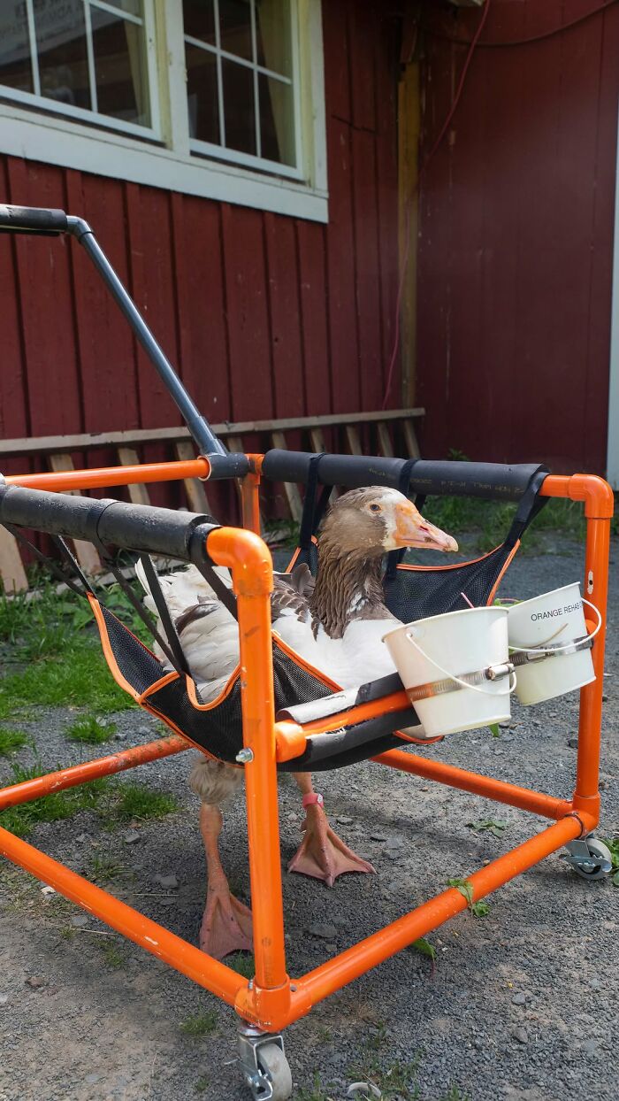 Courageous goose Zeus in harness, standing outside near red barn.