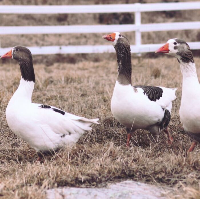 Three geese standing in a grassy field, showcasing courage and determination in a rural setting.