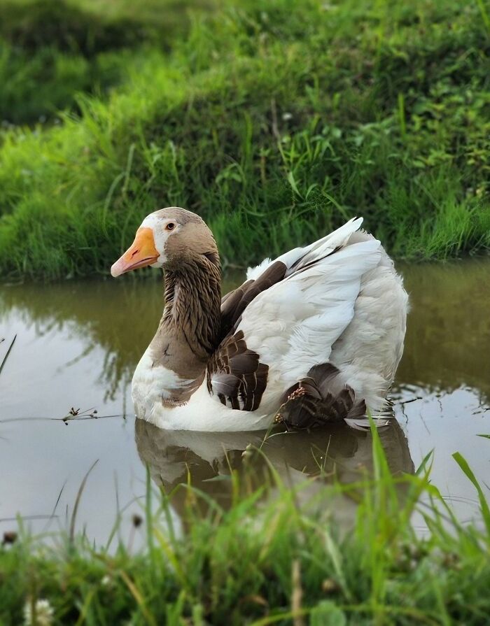 Courageous goose Zeus gracefully swimming in a calm pond surrounded by lush greenery.