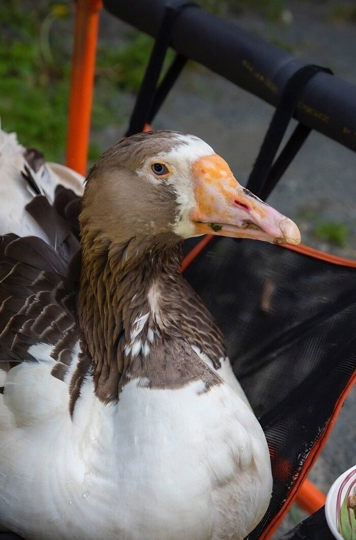 Courageous goose seated, showcasing determination and resilience.
