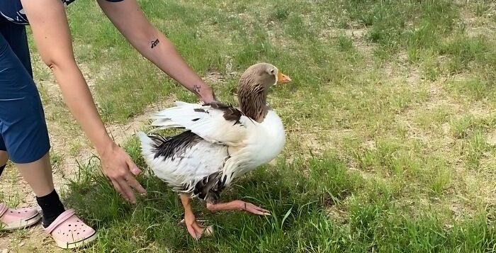 Person gently assists courageous goose Zeus on a grassy field.