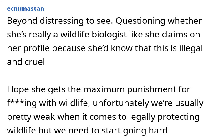 Comments criticizing an American tourist for snatching a baby wombat, calling for legal action. Comments criticizing an American tourist for snatching a baby wombat, calling for legal action.
