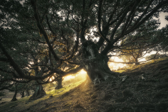 Photographer captures a stunning landscape with sunlight filtering through a large, ancient tree.