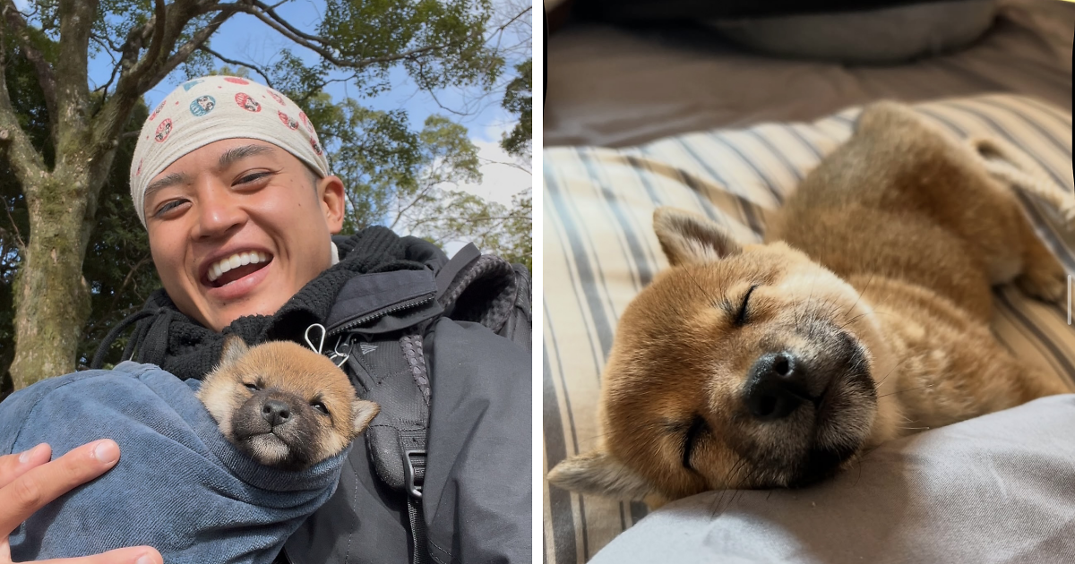 This Man Adopted A Shiba Inu Puppy On His Journey Across Japan—and