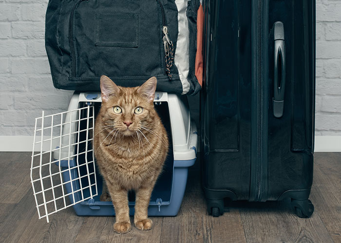 Cat in front of carrier and luggage at airport amid travel, highlighting pet parent concerns on flights. Cat in front of carrier and luggage at airport amid travel, highlighting pet parent concerns on flights.